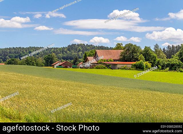 idyllic agricultural scenery around Wiesenfelden in the Bavarian Forest at summer time