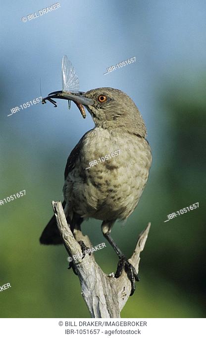 Curve-billed Thrasher (Toxostoma curvirostre), adult with praying mantis prey, Starr County, Rio Grande Valley, South Texas, USA
