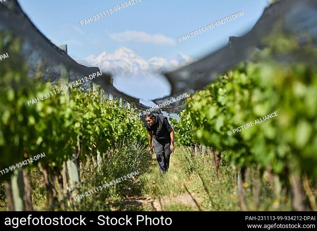 13 November 2023, Argentina, Lujan De Cuyo: Pablo Ceverino, an agricultural engineer, walks through a vineyard against the backdrop of the Andes