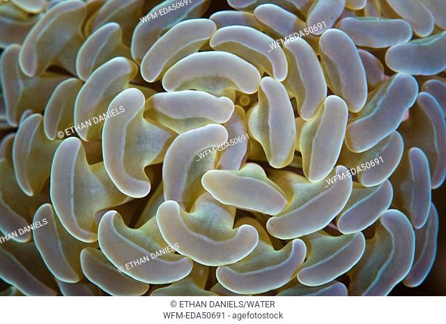 Tentacele of Hard Coral, Euphylia ancora, North Sulawesi, Indonesia