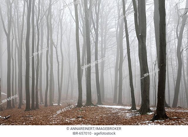 Fog-enshrouded forest in wintertime, Palatinate region, Rhineland-Palatinate, Germany, Europe