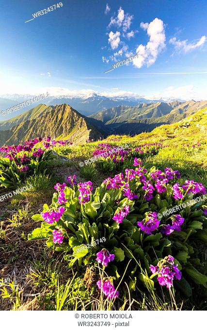 Wild flowers on Monte Azzarini with Monte Disgrazia and Pedena in the background, Albaredo Valley, Orobie Alps, Lombardy, Italy, Europe