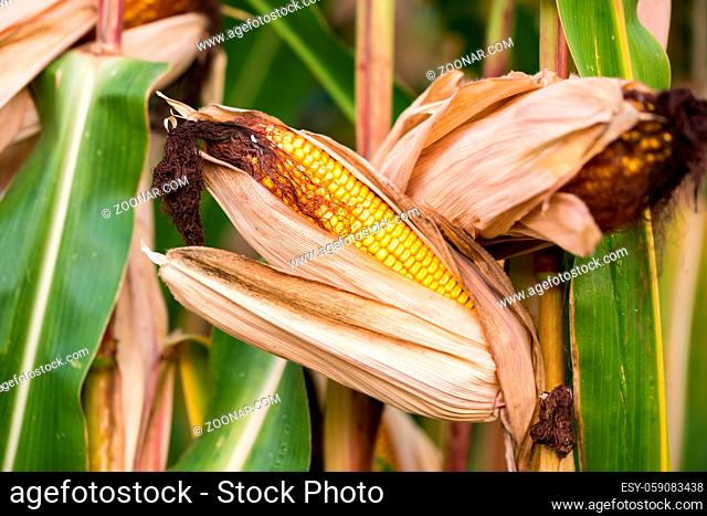 Ripe corn on corn cobs shortly before harvest