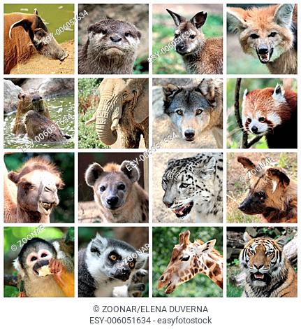 Animal mammals collage