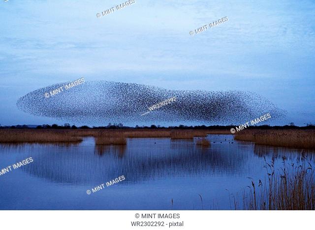 A murmuration of starlings, a spectacular aerobatic display of a large number of birds in flight at dusk over the countryside