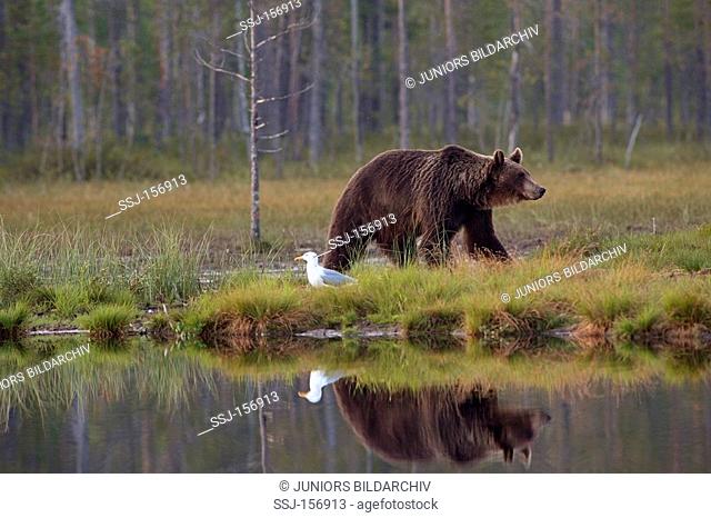 Brown bear - walking at the water / Ursus arctos
