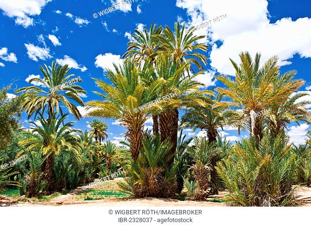 Palm grove, Date Palms (Phoenix), Dades Valley, Skoura, southern Morocco, Morocco, Africa