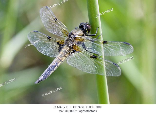 Four-spotted Chaser, Libellula quadrimaculata, a large gold dragonfly with distinct four dark markings on the wings. Flies April to September