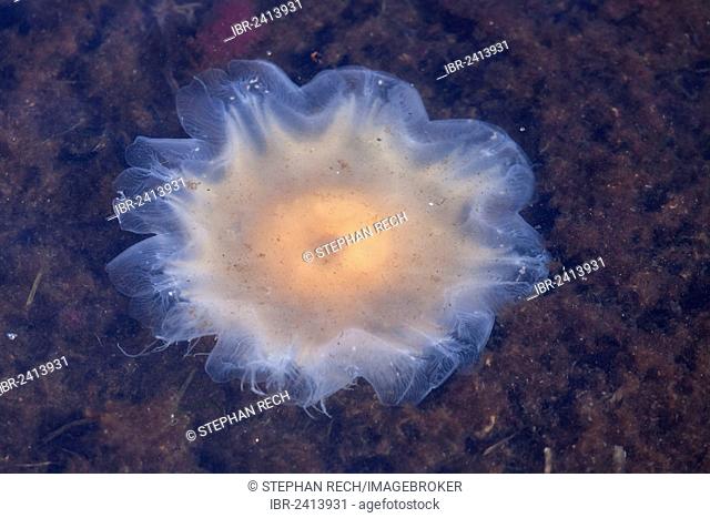Lion's Mane Jellyfish (Cyanea capillata), Brodten, Schleswig-Holstein, Germany, Europe