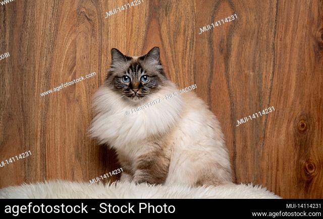 fluffy birman cat sitting on white fur on wooden background with copy space looking at camera