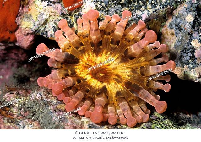 Club-tipped Sea Anemone, Telmatactis, La Palma, Canary Islands, Atlantic Ocean, Spain