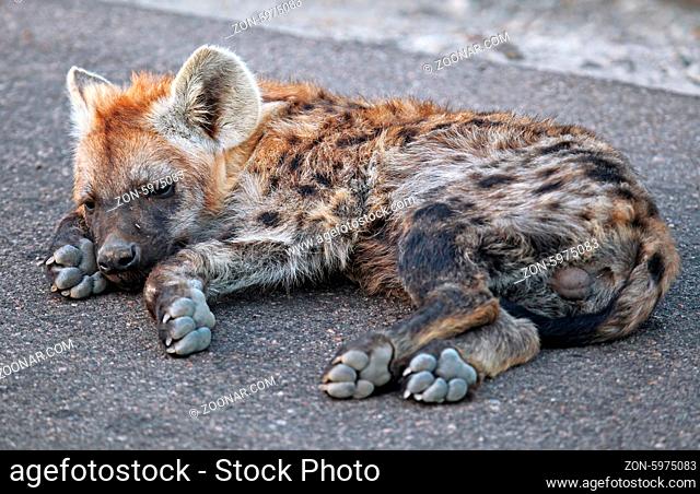 Junge Tüpfelhyäne liegt auf der Straße, Kruger Nationalpark, Südafrica; young hyena lying on the street, south africa, wildlife, Crocuta crocuta