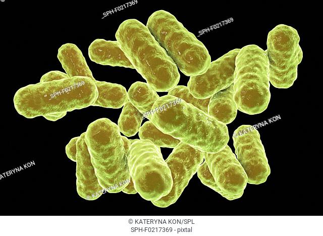 Enterobacter sp. bacteria, illustration