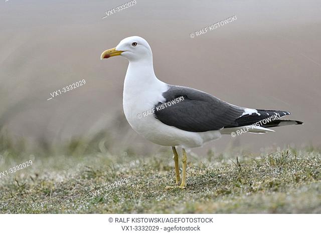 Lesser Black-backed Gull / Heringsmoewe ( Larus fuscus ) standing on top of a dune, typical seagull, wildlife, Europe