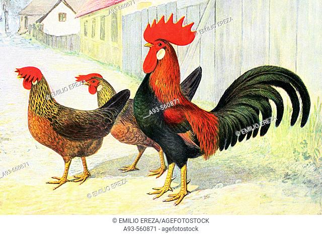 Rooster and hens, partridge-coloured italian breed. Antique drawing, ca. 1900