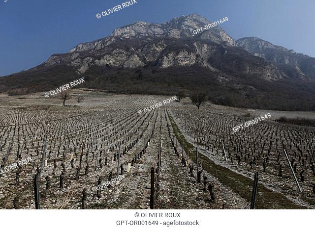 VINEYARDS OF CHIGNIN AT THE FOOT OF THE ROCHE DU GUET ROCK, (73) SAVOIE, RHONE-ALPES, FRANCE