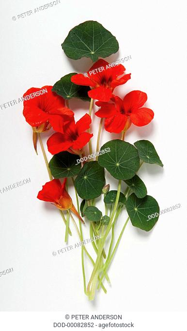 Tropaeolum majus (Nasturtium) stems with leaves and bright red flowers