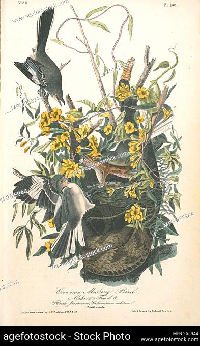 Common Mocking Bird. 1, 2. Males, 3. Female. (Florida Jessamine. Gelseminum niditum. Rattlesnake.). Audubon, John James, 1785-1851 (Artist)