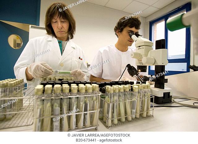 Examining bacteria cultures in solid media, Laboratory of Bacteriology, Departamento de Producción y Sanidad Animal, Neiker Tecnalia