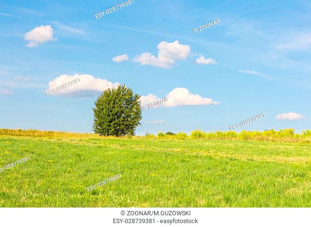 Beautiful green meadow with one tree under blue sky with clouds. Middle of the day polish rural landscape