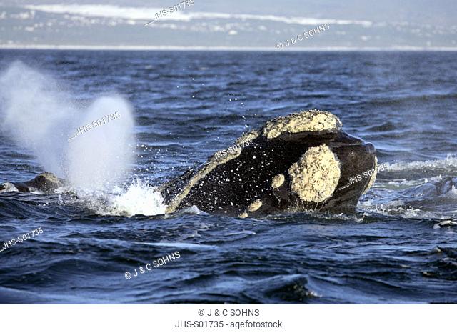 Southern Right Whale Balaena glacialis Hermanus South Africa Africa