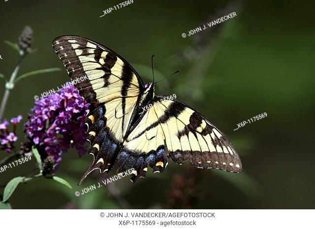 A Tiger Swallowtail Butterfly, Papilio glaucus, with wings spread feeding on a purple flower  New Jersey, USA, North America
