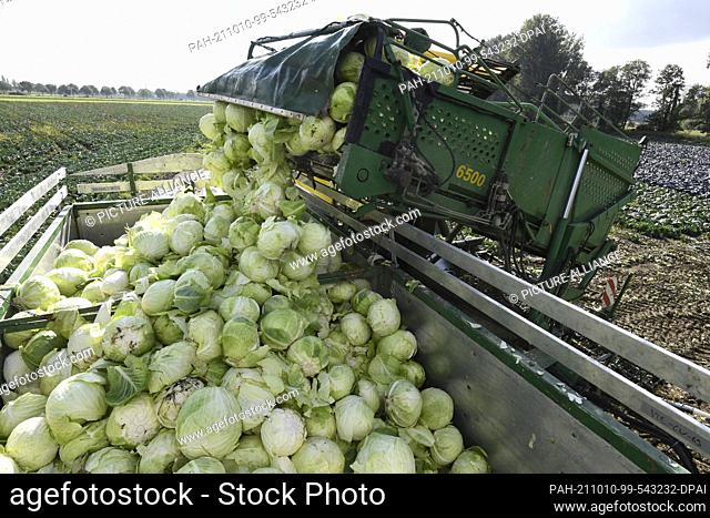 PRODUCTION - 07 October 2021, North Rhine-Westphalia, Kleinenbroich: Farmer Karl Fliegen empties his harvester of cabbages in the fields to take them to the...