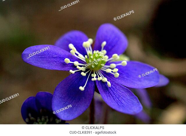 The hepatica (Hepativca nobilis) has pistils which clash with the colour of its petals. Flowers of the mountains in the alps, Lombardy, Italy, Europe