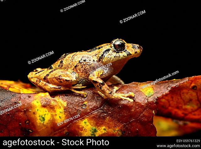 Neotropischer Frosch (Pristimantis sp.), Craugastoridae Familie, Copalinga, Provinz Zamora, Ecuador / Neotropical rainfrog (Pristimantis sp