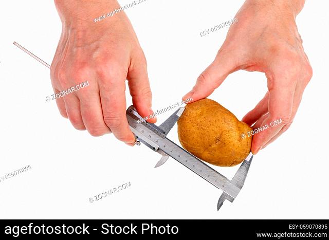 Farmer checks the size and quality of potato vegetable bulb using a steel caliper. Isolated on white studio food concept