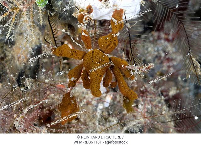 Spidercrab camouflaged with Sponges, Majidae, Lembeh Strait, North Sulawesi, Indonesia