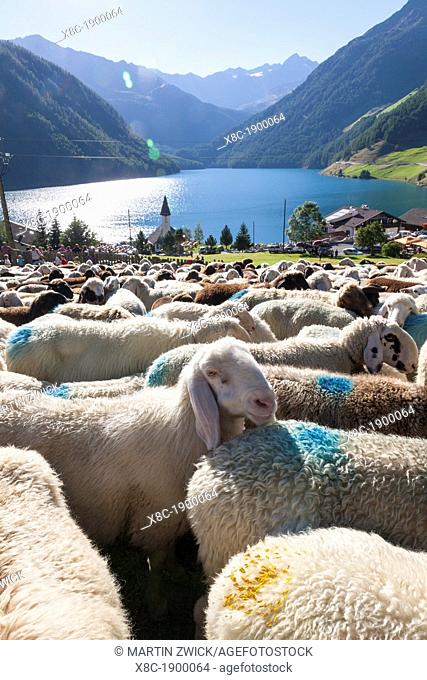 Transhumance - the great sheep trek across the main alpine crest in the Oetztal Alps between South Tyrol, Italy, and North Tyrol
