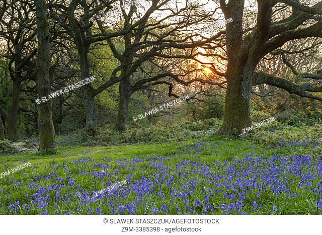 Spring sunrise in South Downs National Park, West Sussex, England