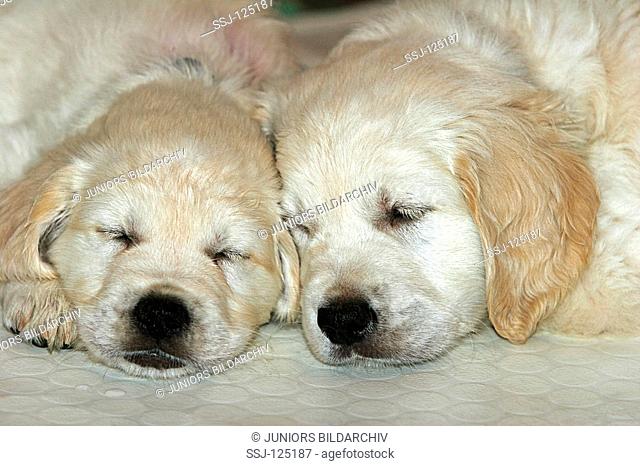 two sleeping Golden Retriever puppies