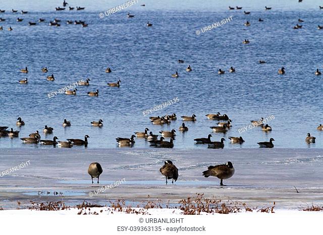 Canada geese migration at Barr Lake State Park, Colorado