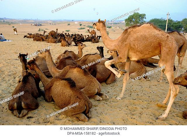 Camels in Pushkar fair ; Pushkar ; Rajasthan ; India