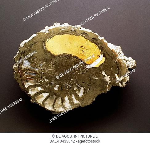 Ammonite fossil, Cephalopoda, Jurassic Period