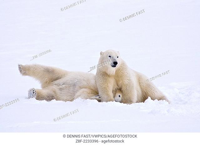 Polar Bear (Ursa maritimus) on sub-arctic Hudson Bay ice and snow, Churchill, MB, Canada