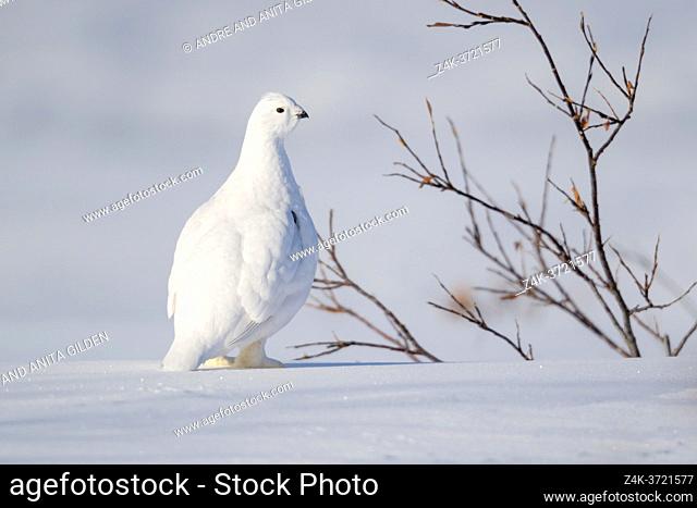 Willow Ptarmigan (Lagopus lagopus), feeding on buds from willows during winter, Churchill, Manitoba, Canada,