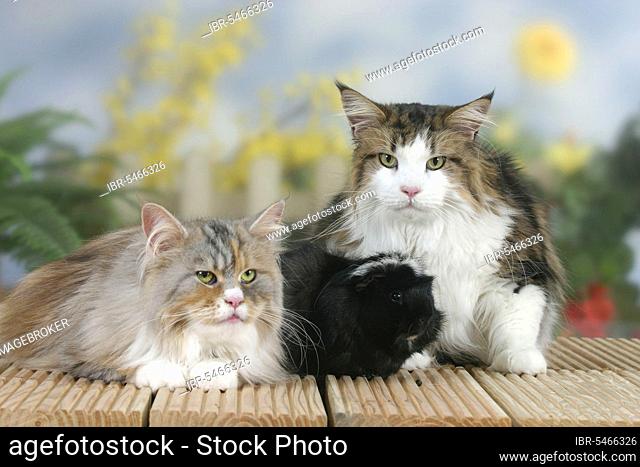 Maine Coon Cats and Rosette Guinea Pig Pigs
