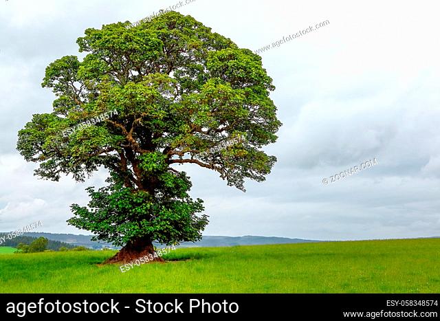 A lonely green oak tree in a mountain field