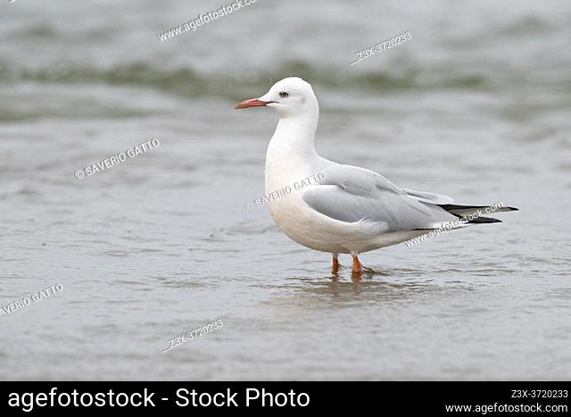 Slender-billed Gull (Chroicocephalus genei), side view of an adult in winter plumage standing on the shore, Campania, Italy