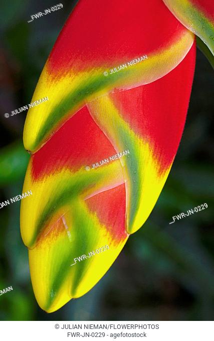 Heliconia rostrata, often known as Lobster claw, Close view of the bright red pendula clawlike flowers tipped with yellow and green