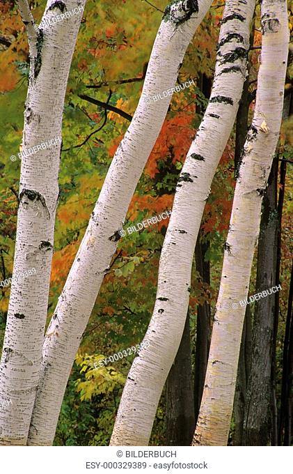 Birch Tree trunks in fall