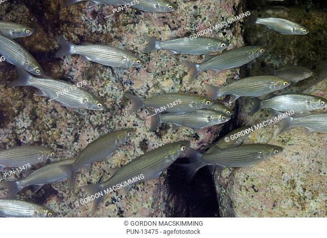 Like other family members the narrowhead grey mullet Mugil capurrii is a schooling fish In this case a group of juveniles each about 150 mm long appear to have...