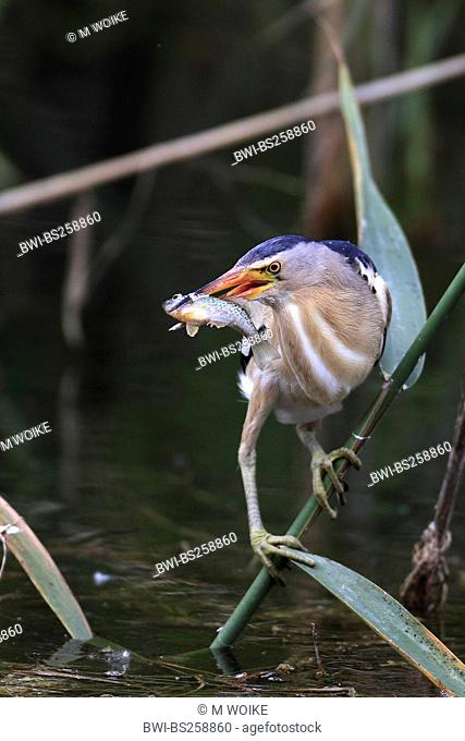 little bittern Ixobrychus minutus, male at the edge of the reed zone with a caught fish in the beak, Greece, Kerkini-See
