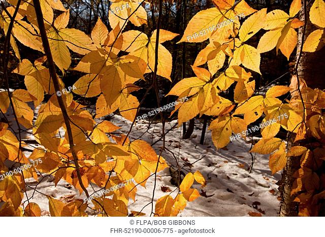 American Beech Fagus grandifolia close-up of leaves, in autumn colour, growing in snow covered woodland, Taconic Parkway, New York State, U S A , november