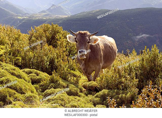 Spain, Pyrenees, Ordesa y Monte Perdido National Park, Cow near Nerin