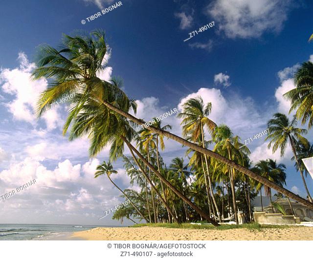 Palms at King's Beach. West Coast, Barbados, West Indies