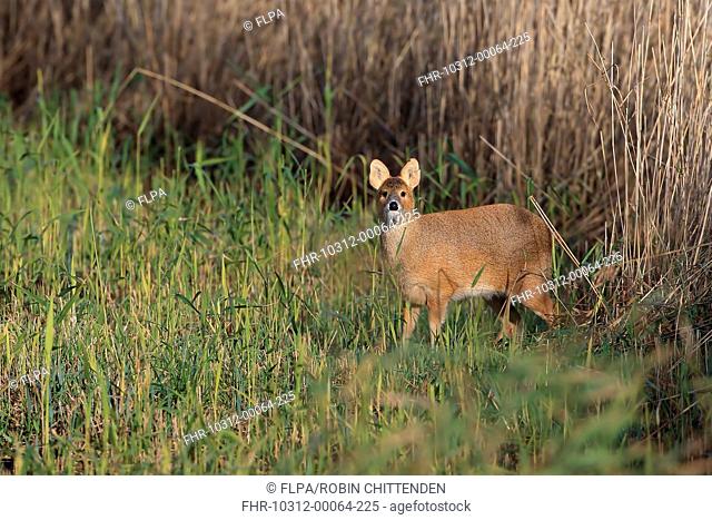 Chinese Water Deer (Hydropotes inermis) introduced species, adult male, standing in reedbed, Norfolk, England, November